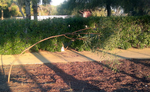 Nou arbre plantat als jardins del Centre Cívic de Gavà Mar que s'hauria de protegir perqu ja est totalment tort (23 de Novembre de 2011)
